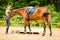 Jockey young woman getting horse ready for ride