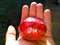 Jocote fruit. Giant Mombin/Hogplum/Jocote/Ciruela