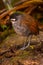 Jocotoco Antpitta on Forest Floor