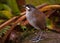 Jocotoco Antpitta on Forest Floor