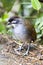 Jocotocomierpitta, Jocotoco Antpitta, Grallaria ridgelyi