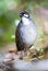 Jocotocomierpitta, Jocotoco Antpitta, Grallaria ridgelyi