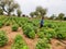 Jodhpur, Rajasthan, India - 20,July,2021 : Tow boy changing fountain in cotton crop, young cotton crop field, beautiful landscape