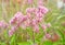 Joe Pye Weed Flower Eupatorium maculatum