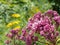 Joe Pye Weed with midges flying towards sweet nectar