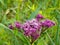 Joe Pye Weed sweet smelling blossoms attract pollinators