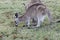 A Joey and his Mum Eating together at Coombabah