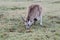 A Joey and his Mum Eating together at Coombabah