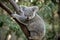 A joey koala