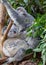 Joey sitting at its mother`s feet in the gum leaves