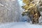 A jogger runs across a snow covered road with trees in winter