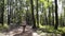 Jogger woman running in a summer park