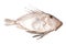 John Dory Fish