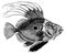 John Dory I Antique Animal Illustrations