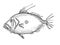 John Dory New Zealand Fish Cartoon Retro Drawing