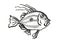 John Dory New Zealand Fish Cartoon Retro Drawing