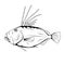 John Dory Zeus faber. Sea Food. Zeus Faber. Sea Fish.Tasty Seafood. Ocean Sport Fishing. Fresh Seafood Product.