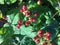 John wart or st. Johns wart Hypericum plant berries, the plant used for herbal medicine