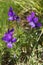 Johnny Jump up, heartsease - Viola declinata