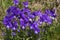 Johnny Jump up, heartsease - Viola declinata