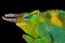 Johnston`s chameleon Trioceros johnstoni