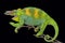 Johnston`s chameleon, Trioceros johnstoni