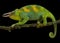 Johnston`s chameleon, Trioceros johnstoni