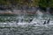 Johnstone Strait Orcas British Columbia