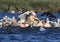 Joint fishing of white pelicans and cormorants
