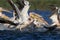 Joint fishing of white pelicans and cormorants in the blue water