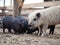 Joint keeping of pigs of different breeds