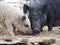 Joint keeping of pigs of different breeds