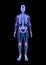 Joint pain. Blue Human Anatomy Body and Skeleton 3D Scan render on black background