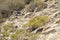 Jointed Anabasis Blooming in the Negev Desert