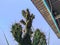 Jointed-cactus-Opuntia-aurantiaca Solanaceae