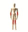 Joints ache concept. Person with red pain in elbow and knee. Wood mannequin isolated on white