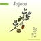 Jojoba branch with fruits