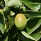 Jojoba green plant