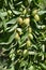 Jojoba green plant