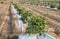 Jojoba plant. Jojoba shrubs growing at farm