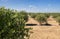 Jojoba plant. Jojoba shrubs growing at farm