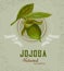Jojoba plant logo