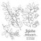 Jojoba plant vector