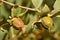 Jojoba seeds on tree