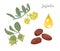Jojoba set of vector illustrations. Branch with seeds, flowers, green leaves, dry seeds and drop of oil