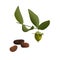 Jojoba Simmondsia chinensis leaves, flower and seeds isolated on withe background