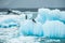 Jokulsarlon glacial lagoon, Iceland