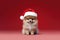 Jolly baby dog in crimson Santa cap at Noel