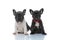 Jolly French bulldog cubs looking forward while sitting