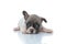 Jolly French bulldog puppy curiously looking forward